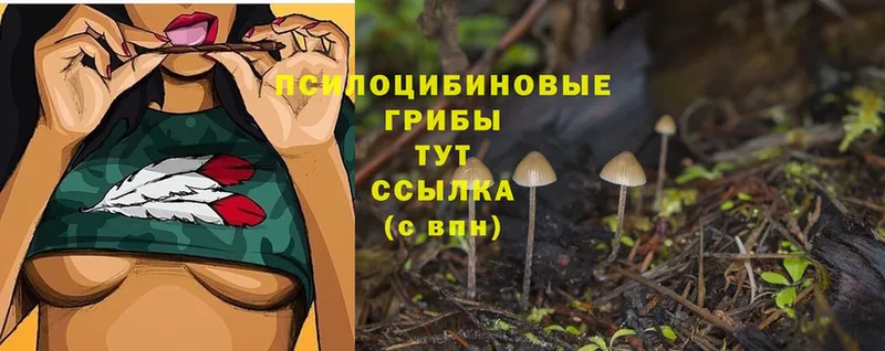 Галлюциногенные грибы Psilocybine cubensis  цены наркотик  Гагарин 